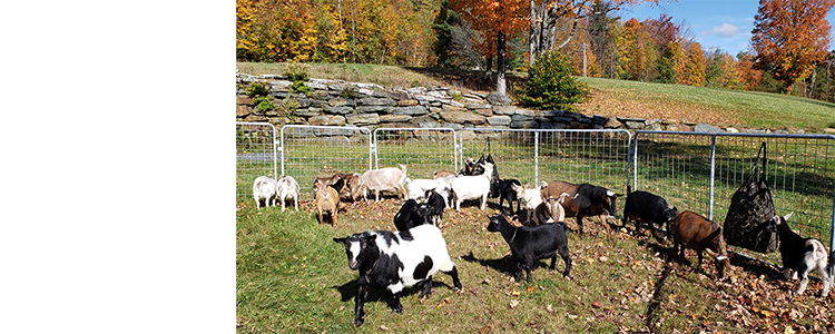 Honig Dairy Goat Farm